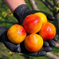 황토에서키운 2026년 제철 햇 자두, 1박스, 5kg (소과)