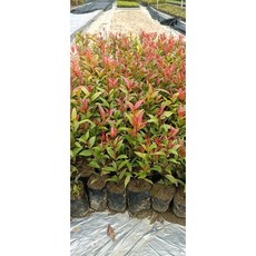 霏霏園藝長紅木圍牆 花園庭院裝飾 堅固耐用 特價45元 一箱30棵宅配