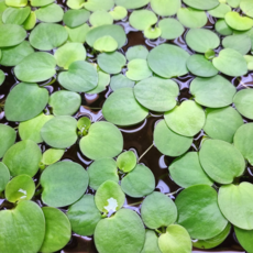 [수초대부] 아마존 프로그 비트 30뿌리 키우기 쉬운 초보 부상 수초 달팽이 이끼 없는 구피 은신처, 1세트