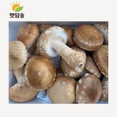 [행사]햇담송 무농약 국내산 송화버섯 정품중상급 [ 1kg+건조송화 ] 이천 송고버섯, 1개, 500g 송화버섯 중급