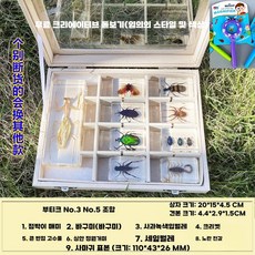 곤충 표본 나비 벌레 과학 실험 선물 박제 만들기 동물, F타입