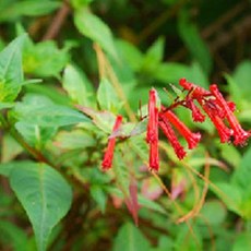 [허니솝] 추출물 모음 (수제비누 화장품 DIY재료), 07. 에스피노질리아 추출물 50ml, 1개