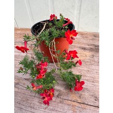 초연초, 기타, 기타