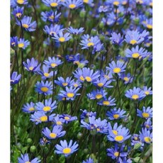 두주의정원 페르시아 꽃모종 블루데이지 야생화 국화꽃 봄꽃, 1개