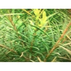 ND 澳洲尤加利精油 1KG原裝罐 含稅 清新木頭香, 1個