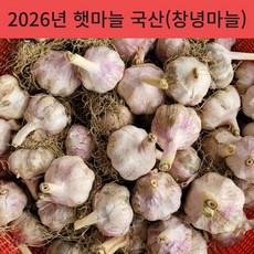 26년 국산 창녕 햇마늘 직접재배 산지직송 통마늘 저장 장아찌 마늘 대크기 3kg 5kg 10kg, 1개, 5kg(대)