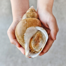 선주직송 백골뱅이 특등품 굿사이즈, 1개, 중대 1kg [ 30미 내외 ]