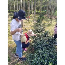 手工編織 (尺寸25公分高) - 輕巧耐用 多功能收納 體驗田園生活, 採茶籃,L