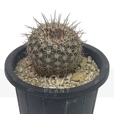 꽃사랑식물나라 홍관옥 에케노토켁서스 구형 선인장 가시 선인장 공기정화식물 식물키우기 플랜테리어, 1개