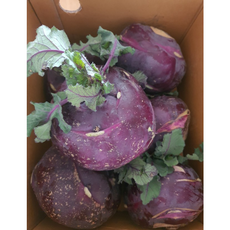 신선한 제주 콜라비 최상품 산지직송, 1개, 5kg (500-700g)