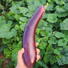 촉촉하면서 은은한 풍미 산지직송 국내산 햇 가지, 1박스, 5kg