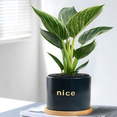 哆哆購 仿真盆栽 蔓綠絨鉑金鑽 適合室內外裝飾 易於養護, 1個, 鉑金鑽(栽培盆）,栽好發貨