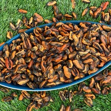 신건호멸치 국산 햇 건홍합 / 밑반찬 조림 국물요리 마른홍합, 1개, 300g