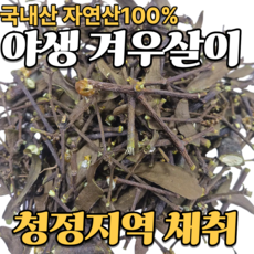 봉화 야생겨우살이 야생참나무 겨우살이 (산골 산내음), 2개, 300g