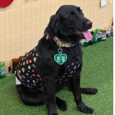 콜마이네임 무지개하트 네임택 강아지 대형견 자수 이름표 인식표, 1개, 초록색-GREEN