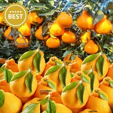 세이브마스터 제주도 산지발송 가정용 한라봉 알뜰형 가성비 제주 못난이 주스용 쥬스용, 1개, 4.5kg