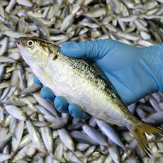 [당일조업] 자연산 싱싱하고 고소한 풍미의 제철 전어, 1개, 더신선데이 전어 500g