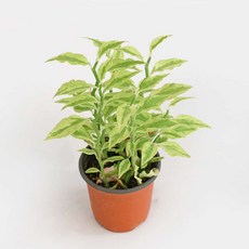 대은룡 천국의계단 식물 모종 소품 마이플랜트, 대은룡 소품, 구매안함, 1개