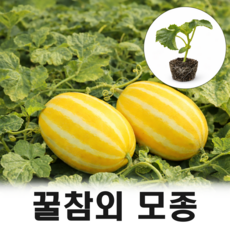 고당도 꿀참외 모종, 5개