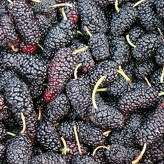 <특품/엄선>알이 굵고 당도 높은 최상품 과상2호 햇오디 / 작지만 풍미좋은 청일뽕 최상품 토종오디 햇오디 / 수확후급냉, 과상2호(개량종), 1개, 5kg