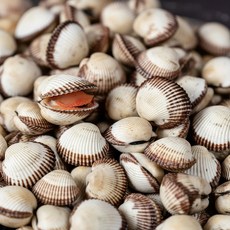 4차선별품 벌교 여자만 조업 직송 새꼬막, 1개, 소 1kg (120미 내외)