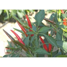 【野菜部屋~】M08 奇美朝天椒種子 分枝力極強的單生朝天椒, 1包