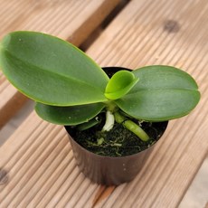 [금비농원] 나도풍란/대엽풍란 석부작 목부작 공기정화 식물, 1개