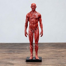 인체 근육 모형 해부학 전신 피규어 미니어처 골격 30cm 관절모형, 1. 남성 근육 빨간색