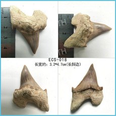 메갈로돈 귀 이빨 상어 실제 화석 원석 광석 표본 모로코 해양 고생물학 장식 선물, ECS-018
