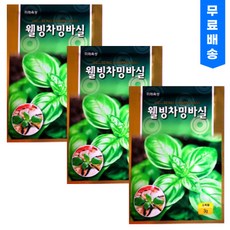 스위트 바질씨앗 3개 허브씨앗 허브키우기