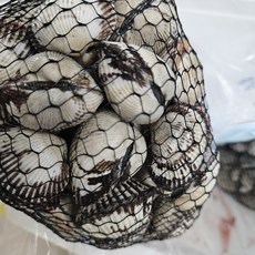 큰바다 국내산 조업한 제철 남해안 여수 벌교 새꼬막, 1개, 특대3kg
