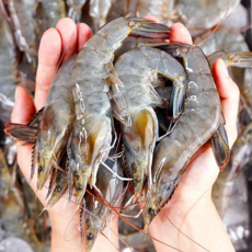 전라도청년 산지직송 국내산 신안군 흰다리새우 1kg(40미 내외), 1개, 1kg