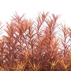 로탈라 하라 10촉, 1개