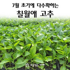 [모종심는아빠] 7월 초기에 수확하는 칠월애 고추 모종, 모종36개, 1개