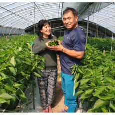 밀양 미인풋고추 미인고추 특품 1kg, 1개, 미인풋고추 특품 1kg