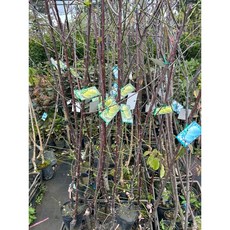 霏霏園藝 熱帶大梅 4.5吋盆 3年苗, 1個