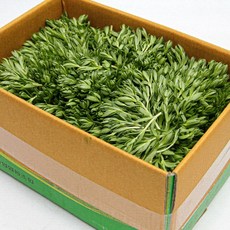 국내산 특품 돌나물 반박스 2kg 돈나물 나물반찬 가락시장 당일새벽경매, 돌나물 반박스(약 2kg내외), 1개