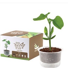 자연애 마이가든 - 강낭콩 기르기 세트/식물키트 화분, 1개