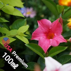B061 본본 100ml (BonBon) 프래그런스오일 캔들 디퓨저 향수, 1개