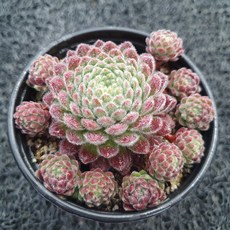 봄의정원 아폴로그플로즈 바위솔-D, 1개