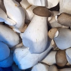 매일 매일 들어오는 신선한 새송이, 2박스, 미니 총알 새송이2kg