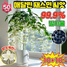 [초보자 쉬운 재배] 행잉 자스민 씨앗 매달린 재스민 씨앗 자스민 나무 꽃 행인 자스민식물 재스민 꽃 초높은 발아율 향기가 멀리 재스민, 20개