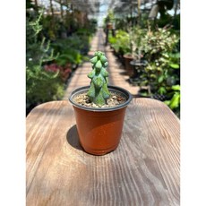 용비 선인장 테이블 책상식물 공기정화식물 키우기쉬운 다육이 소형식물 올플랜츠, 1개, .