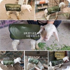 에이패쓰 보온복 깔깔이 방수 반려동물 레인코트 오버사이즈, 1개, A_두꺼운 양털 보온 랜덤 1개