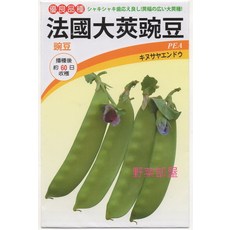 野菜部屋 法國紅花大莢豌豆種子 中包裝 早生品種 約60日可收穫, 1包