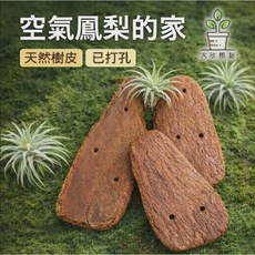 大欣園藝 空氣鳳梨 天然樹皮 裝飾樹皮 吊掛樹皮, (無打孔)小片 5-8cm