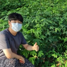 엄나무 묘목 특묘 음나무 개두릅 엉개나무 산채, 가시없는엄나무 10-15cm 1년생묘목