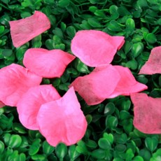 빅코난 플라워샤워꽃잎 결혼식꽃가루