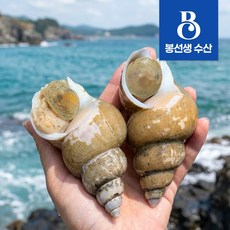 봉선생수산 동해안 백골뱅이 포항 당일조업 생물 제철 백고동 골뱅이 1kg, 1개, 백고동 중
