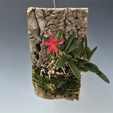 챠밍루비/굴피부작, 1개